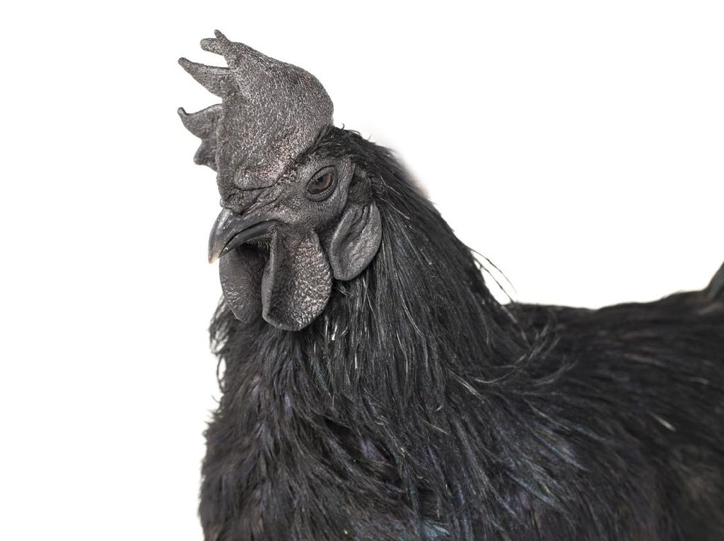 Tak Hanya di Indonesia, Ayam Hitam Cemani Juga Populer dan Mahal di India Tak Hanya di Indonesia, Ayam Hitam Cemani Juga Populer dan Mahal di India