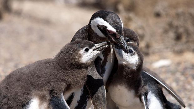 Penguins at Punta Tombo, Patagonia, Argentina.
