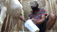 Diklaim Tingkatkan Imun, Susu Kambing di Purwakarta Jadi Buruan