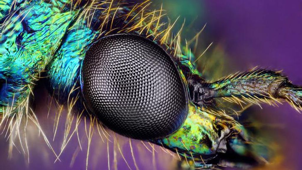 Foto Benda-benda di Sekitar Dilihat dari Mikroskop, Menakjubkan! Foto Benda-benda di Sekitar Dilihat dari Mikroskop, Menakjubkan!