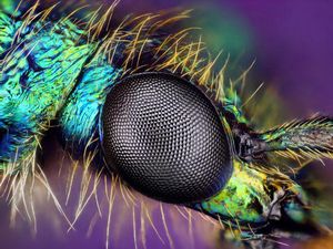 Foto Benda-benda di Sekitar Dilihat dari Mikroskop, Menakjubkan!