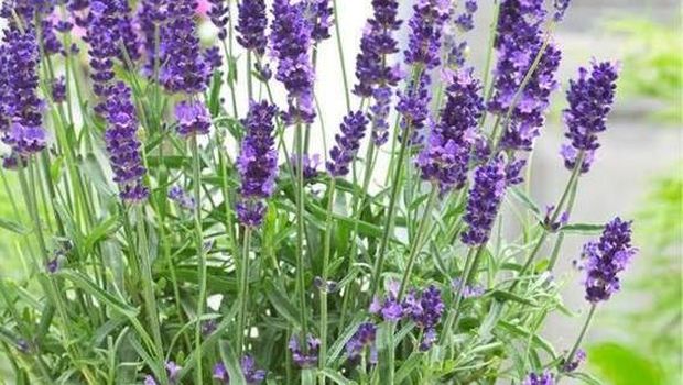 Tanaman hias untuk pulihkan indra penciuman