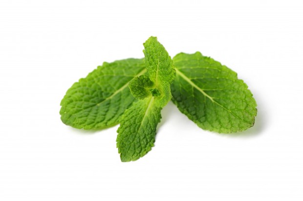 mint leaves (sumber : freepik)