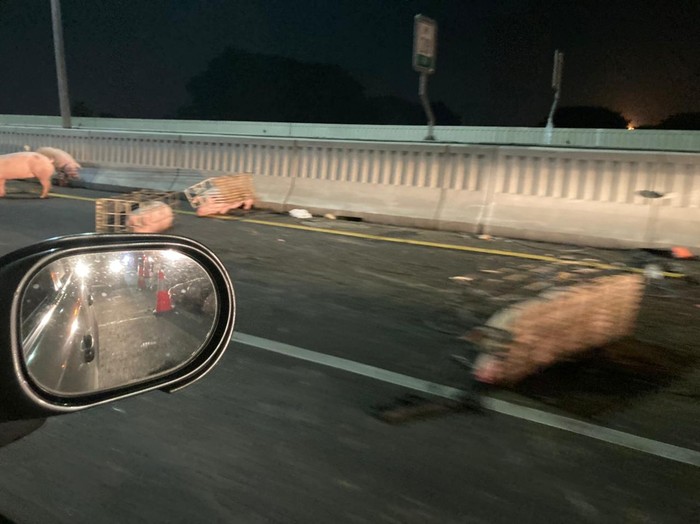 Mobil pengangkut babi mengalami kecelakaan di Tol Layang Sheikh Mohammed Bin Zayed (MBZ). Babi yang diangkut pun terlepas dari kandang akibat kecelakaan itu. (dok Ayatollah Antoni)