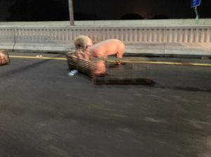Kecelakaan Bikin Babi-babi Lepas dari Kandang Berkeliaran di Tol Layang Kecelakaan Bikin Babi-babi Lepas dari Kandang Berkeliaran di Tol Layang