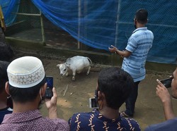 Ribuan Orang di Bangladesh Abaikan Lockdown untuk Melihat Sapi yang Diklaim Terkecil di Dunia
