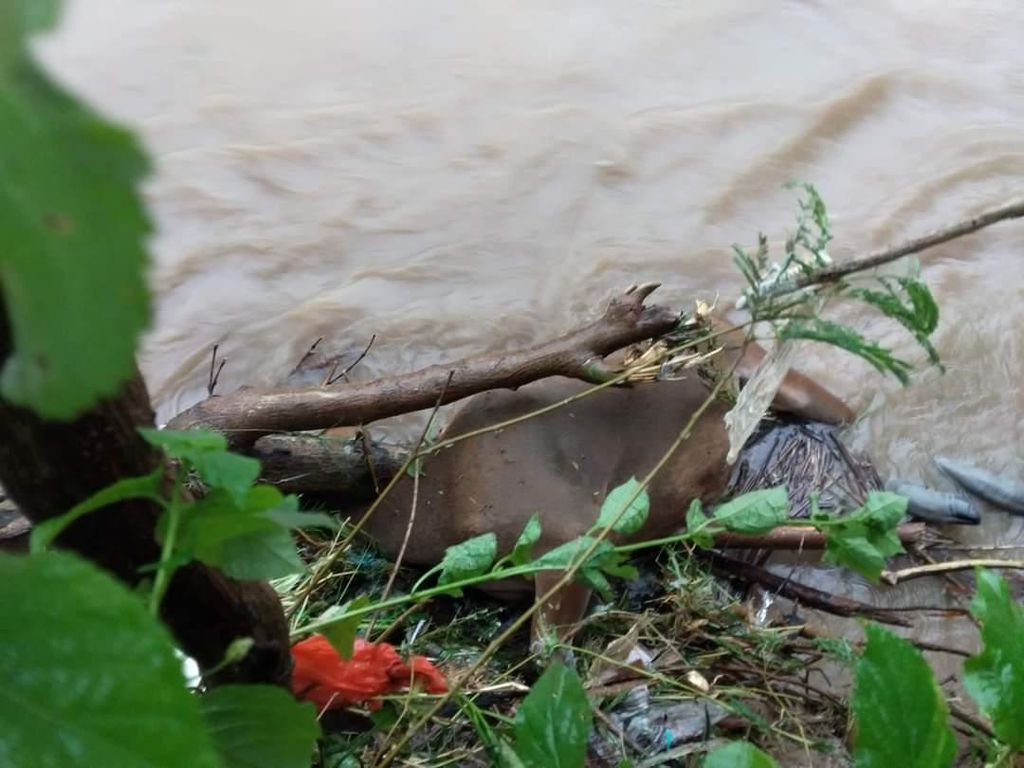 58 Sapi-Kuda di Bulukumba Sulsel Hanyut Diseret Banjir Bandang