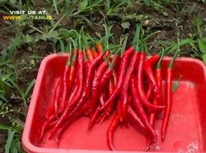 Tiga Kali Lebih Pedas dari Rawit Merah, Ini Cabai Terpedas di Indonesia