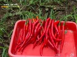 Tiga Kali Lebih Pedas dari Rawit Merah, Ini Cabai Terpedas di Indonesia