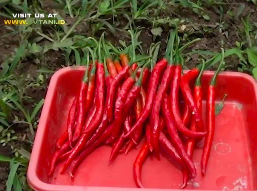 Tiga Kali Lebih Pedas dari Rawit Merah, Ini Cabai Terpedas di Indonesia Tiga Kali Lebih Pedas dari Rawit Merah, Ini Cabai Terpedas di Indonesia