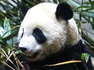 China Berhasil Buat Panda Tak Lagi Terancam Punah Walau Masih Rentan