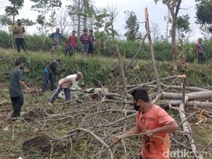 Penebang Pohon di Probolinggo Tewas Tertimpa Dahan Randu