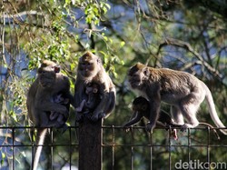 Peringati Hari Binatang Sedunia dengan Cara Berikut Ini!