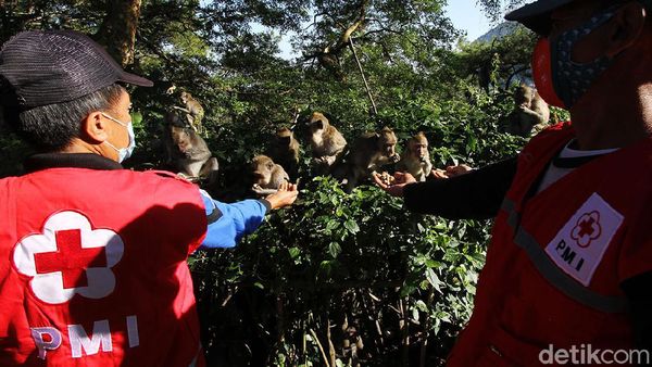 Ada PPKM Relawan Beri Makan Kera di Taman Wisata Grojogan Sewu