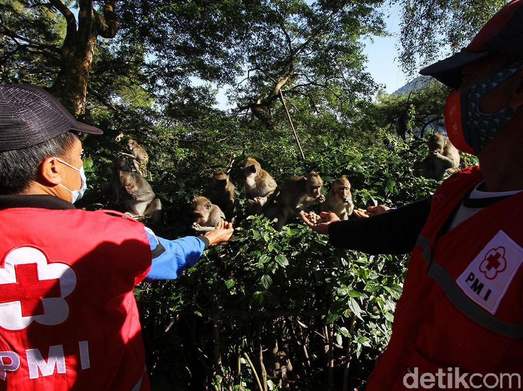 Ada PPKM Relawan Beri Makan Kera di Taman Wisata Grojogan Sewu Ada PPKM Relawan Beri Makan Kera di Taman Wisata Grojogan Sewu