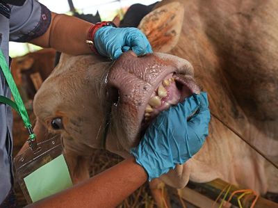 Masih Pandemi, Penjualan Hewan Kurban Sepi