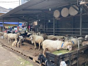 Pasar Hewan Kurban di Tanah Abang Sepi, Pedagang Curhat Omzet Turun!