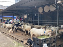 Pasar Hewan Kurban di Tanah Abang Sepi, Pedagang Curhat Omzet Turun!