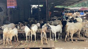 Potret Pedagang Hewan Kurban Pasar Tanah Abang di Masa PPKM Darurat