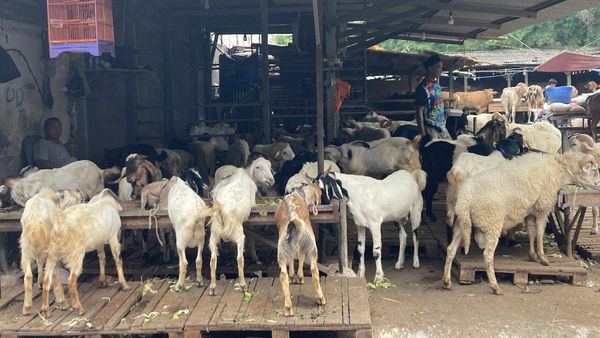 Potret Pedagang Hewan Kurban Pasar Tanah Abang di Masa PPKM Darurat
