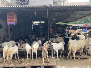Potret Pedagang Hewan Kurban Pasar Tanah Abang di Masa PPKM Darurat