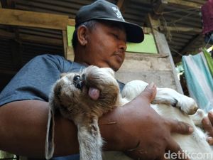 Anak Kambing Milik Warga Pacitan Ini Berwajah Mirip Kera
