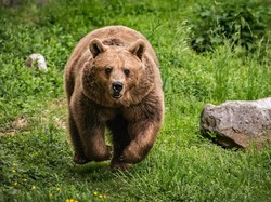Tragis, Pesepeda Tewas Diserang Beruang Saat Kemping