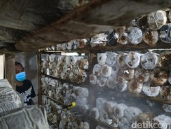 Sempat Nganggur Dampak Pandemi, 2 Warga Pacitan Ini Bangkit Lewat Jamur