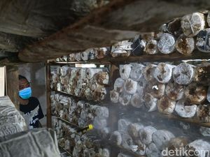 Sempat Nganggur Dampak Pandemi, 2 Warga Pacitan Ini Bangkit Lewat Jamur Sempat Nganggur Dampak Pandemi, 2 Warga Pacitan Ini Bangkit Lewat Jamur