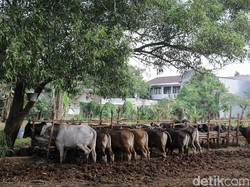 Pengepul Miras Terbongkar Berkat Kawanan Kerbau Mabuk