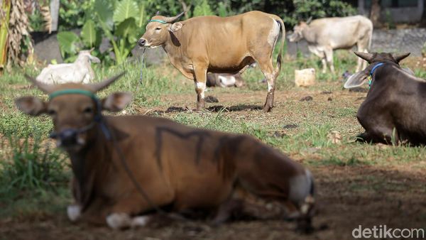 Pedagang Keluhkan Turunnya Penjualan Hewan Kurban