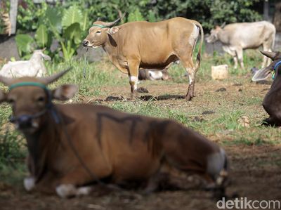 Pedagang Keluhkan Turunnya Penjualan Hewan Kurban
