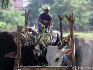 Permintaan Hewan Kurban Turun, Peternak Gelisah