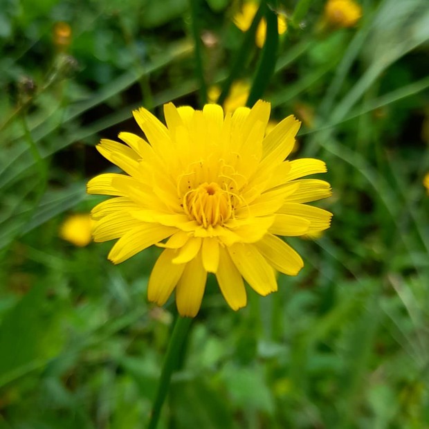 Banyak Manfaatnya, Tanaman Apotek Hidup ini dapat Mempecantik Halaman Rumah