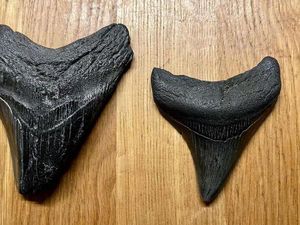 Sungguh Mujur, Pria Ini Temukan 2 Gigi Megalodon dalam 3 Minggu