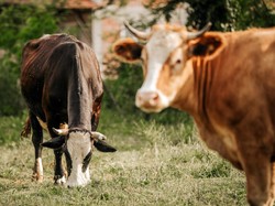 Peternak Hewan Kurban Ogah Piara Sapi, Katanya Nggak Laku
