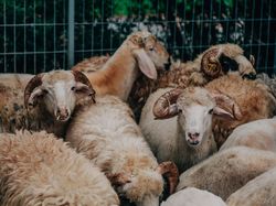 Peternak Curhat: Penjualan Hewan Kurban Drop, Pembeli Cari yang Murah