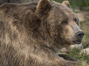 Mengerikan, Perempuan AS Dibunuh Beruang Usai Diseret dari Tenda Mengerikan, Perempuan AS Dibunuh Beruang Usai Diseret dari Tenda