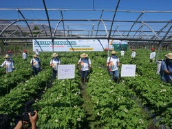 Petrokimia Gresik Luncurkan 3 Produk Baru, Ini Keunggulannya