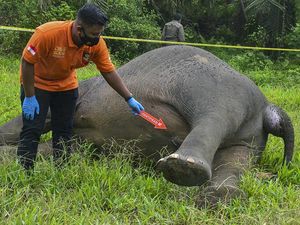 Pembunuh 5 Gajah di Aceh Dihukum 3 Tahun 4 Bulan Bui Pembunuh 5 Gajah di Aceh Dihukum 3 Tahun 4 Bulan Bui