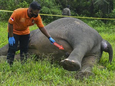 Tragis, Gajah di Aceh Ditemukan Mati Tanpa Kepala