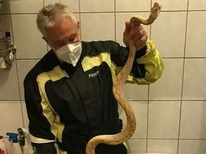 Tragis! Mr.P Kakek 65 Tahun Digigit Ular Piton