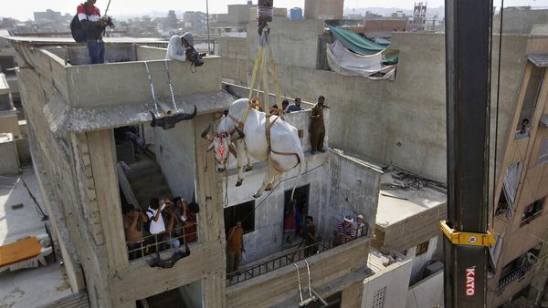 Cara Unik Jual Sapi Kurban di Pakistan