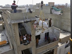 Cara Unik Warga Pakistan Pelihara Sapi untuk Kurban