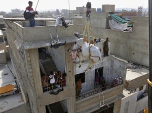 Cara Unik Jual Sapi Kurban di Pakistan Cara Unik Jual Sapi Kurban di Pakistan