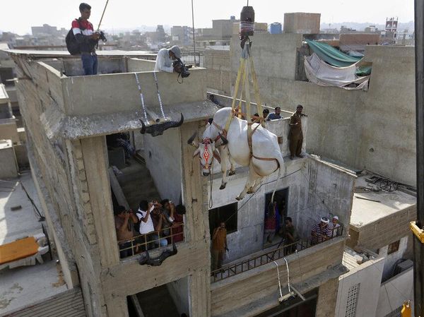 Cara Unik Jual Sapi Kurban di Pakistan