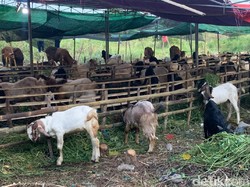 Stok Hewan Kurban di Jatim 4,2 Juta Ekor, Diklaim Aman dan Layak Disembelih