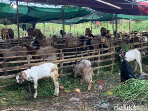 Tips Memilih Hewan Kurban di Jatim Agar Terhindar dari Wabah PMK Tips Memilih Hewan Kurban di Jatim Agar Terhindar dari Wabah PMK