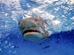 Niat Buang Air Kecil, Pria Tewas Digigit Hiu