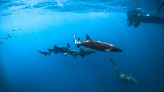 Nurse Sharks Swimming below water surface in maldives